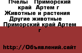 Пчелы - Приморский край, Артем г. Животные и растения » Другие животные   . Приморский край,Артем г.